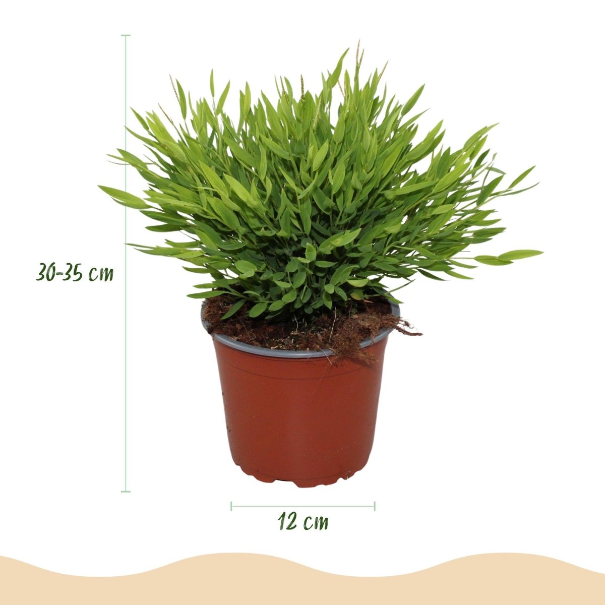 Pogonatherum Monica bamboegras 20 cm met grijze pot Ø12 cm - Plant - plantenmagie