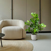 Clusia Rosea – 100 cm-Plant-plantenmagie