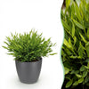 Pogonatherum Monica bamboegras 20 cm met grijze pot Ø12 cm - Plant - plantenmagie