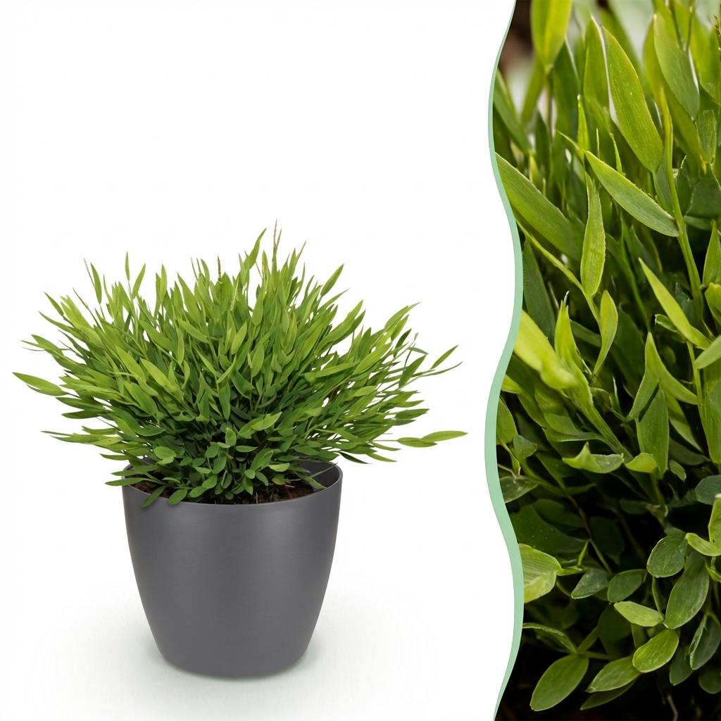 Pogonatherum Monica bamboegras 20 cm met grijze pot Ø12 cm - Plant - plantenmagie