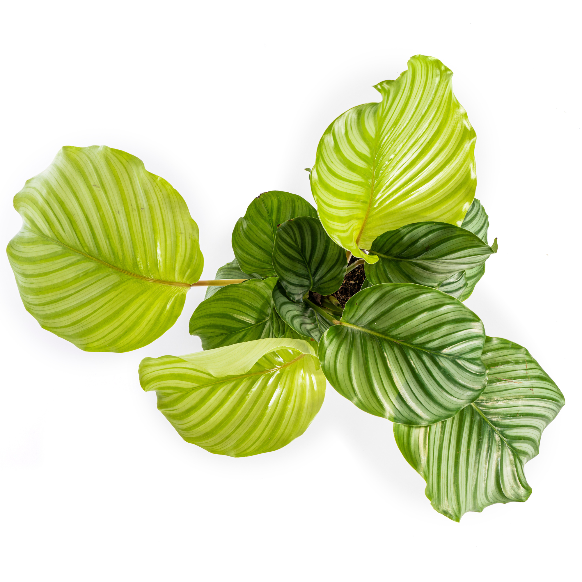 Tropische Calathea Orbifolia plant op een halfschaduwrijke plek met decoratieve pot