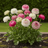 close-up van ranonkelbloemen pastelkleuren roze wit geel