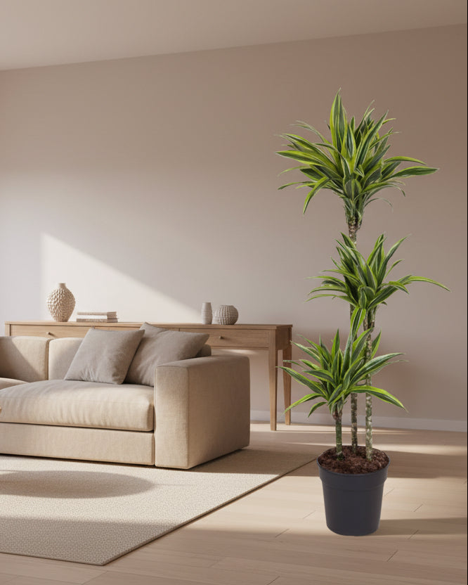 Dracaena Lemon Lime - 130 cm - ø24 - Plant - plantenmagie