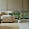 Alocasia Wentii - 120 cm - ø32-Plant-Planten Magie