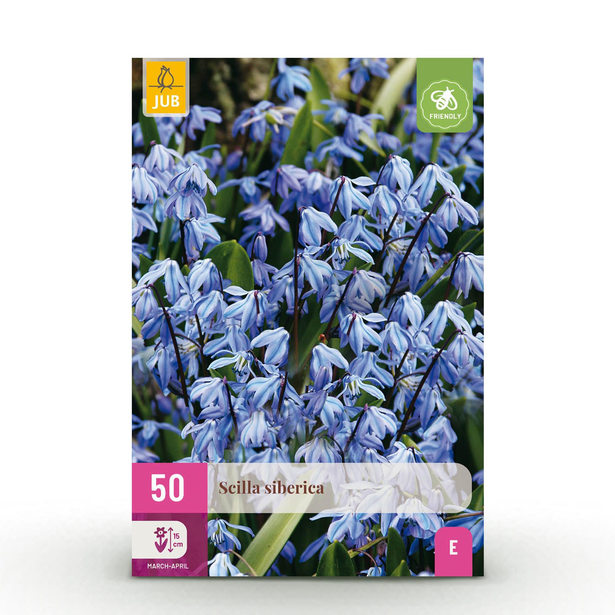 Scilla Siberica bloembollen in bloei – blauwe sterhyacint in tuinborder