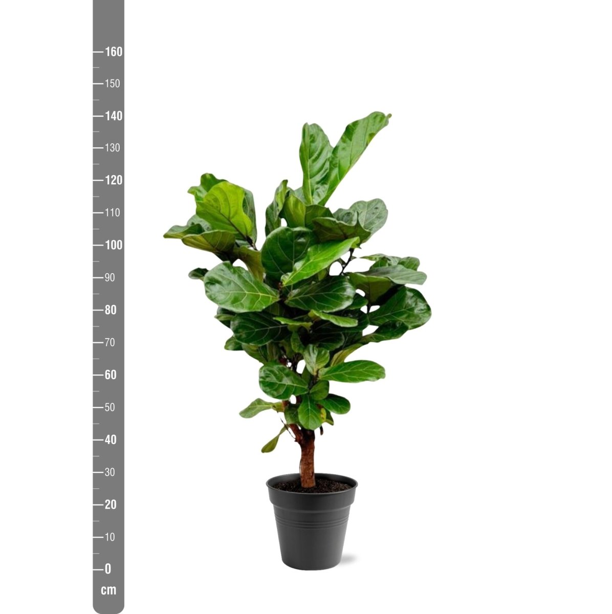 Ficus Lyrata vertakt - 130cm - ø 27cm - Plant - plantenmagie