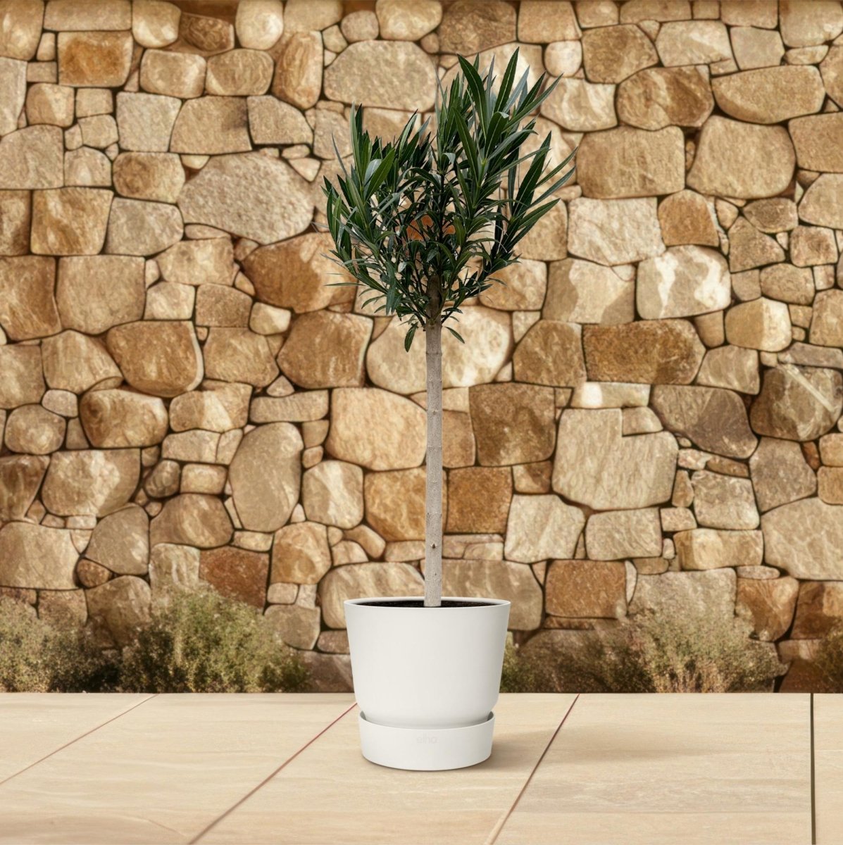Nerium Oleander op stam rood 170 cm Ø30 cm - Plant - plantenmagie