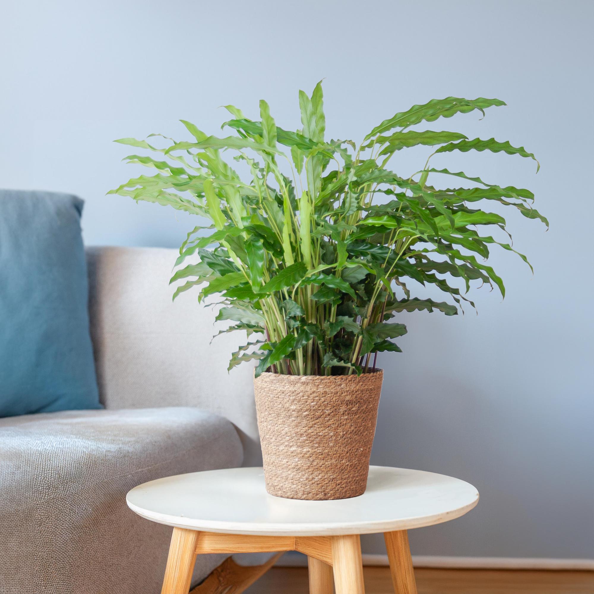 Calathea Rufibarba met Mand Lissabon wit - 55cm - Ø17