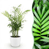 Chamaedorea elegans met pot – huisdiervriendelijke palm | Planten Magie - Plant - plantenmagie