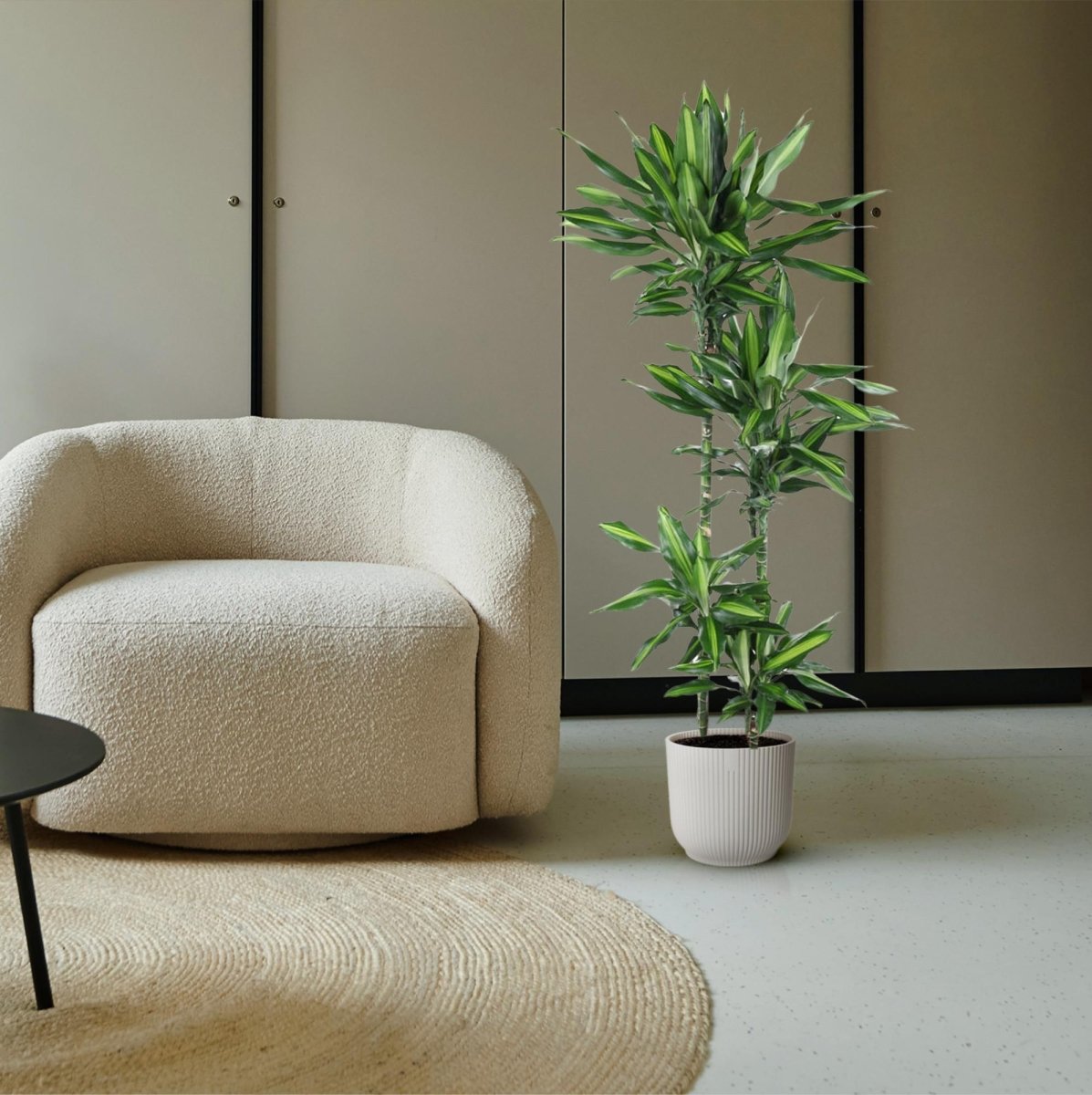 Dracaena Cintho - 150 cm - ø27 - Plant - plantenmagie