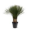 Yucca Rostrata - 80 - 100cm- Ø38-Plant-plantenmagie