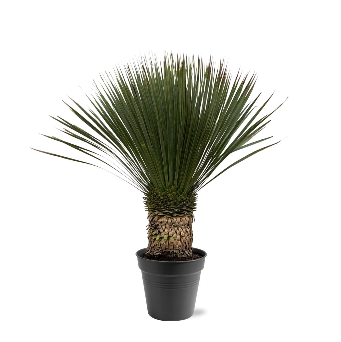 Yucca Rostrata - 80 - 100cm- Ø38-Plant-plantenmagie