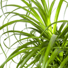 Beaucarnea Recurvata Stam met mand Ø24cm - ↕80 - 100cm-Plant-plantenmagie