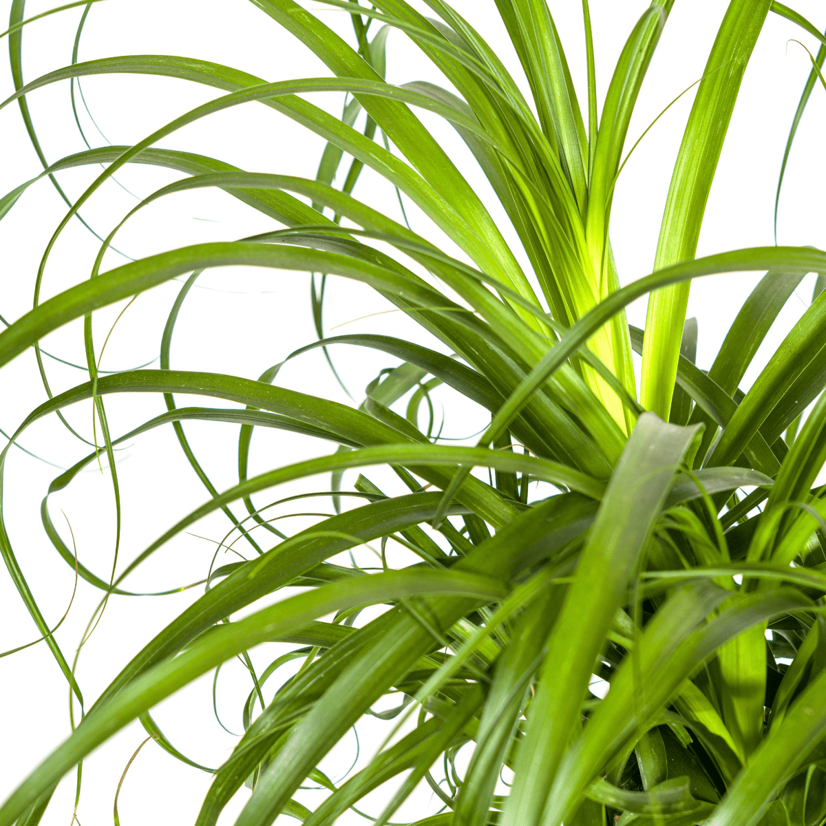 Beaucarnea Recurvata Stam met mand Ø24cm - ↕80 - 100cm-Plant-plantenmagie