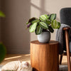 Maranta Fascinator Silverband - Gebedsplant - Huisdiervriendelijk - 4 Planten - Hoogte 30-35cm-Plant-Planten Magie