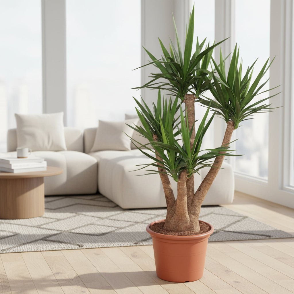 Yucca Elephantipes vertakt - 170 cm - ø45 - Plant - plantenmagie