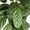 Calathea Oppenheimiana Ø24cm - ↕80 - 100cm - Plant - plantenmagie