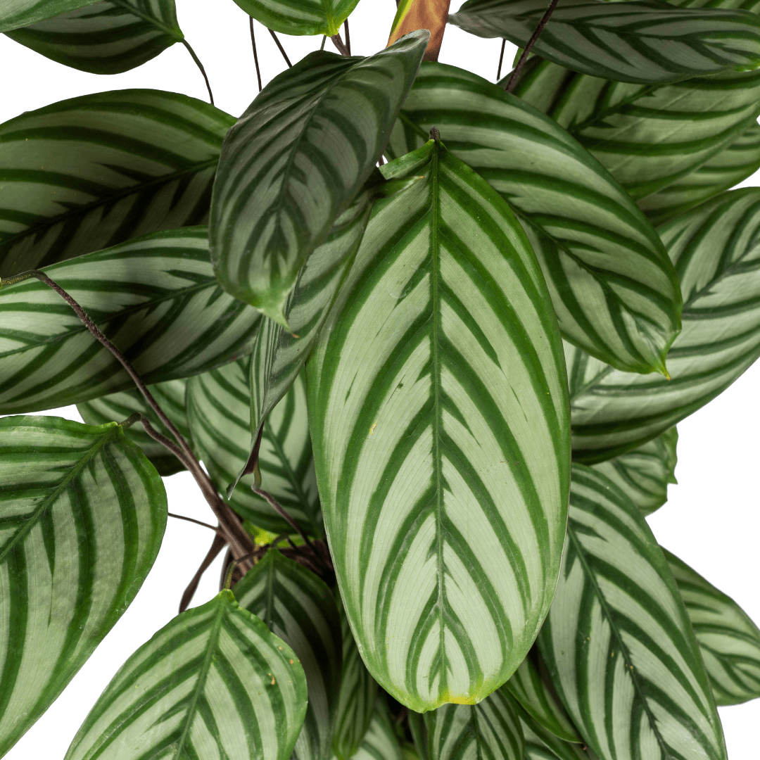 Calathea Oppenheimiana Ø24cm - ↕80 - 100cm - Plant - plantenmagie