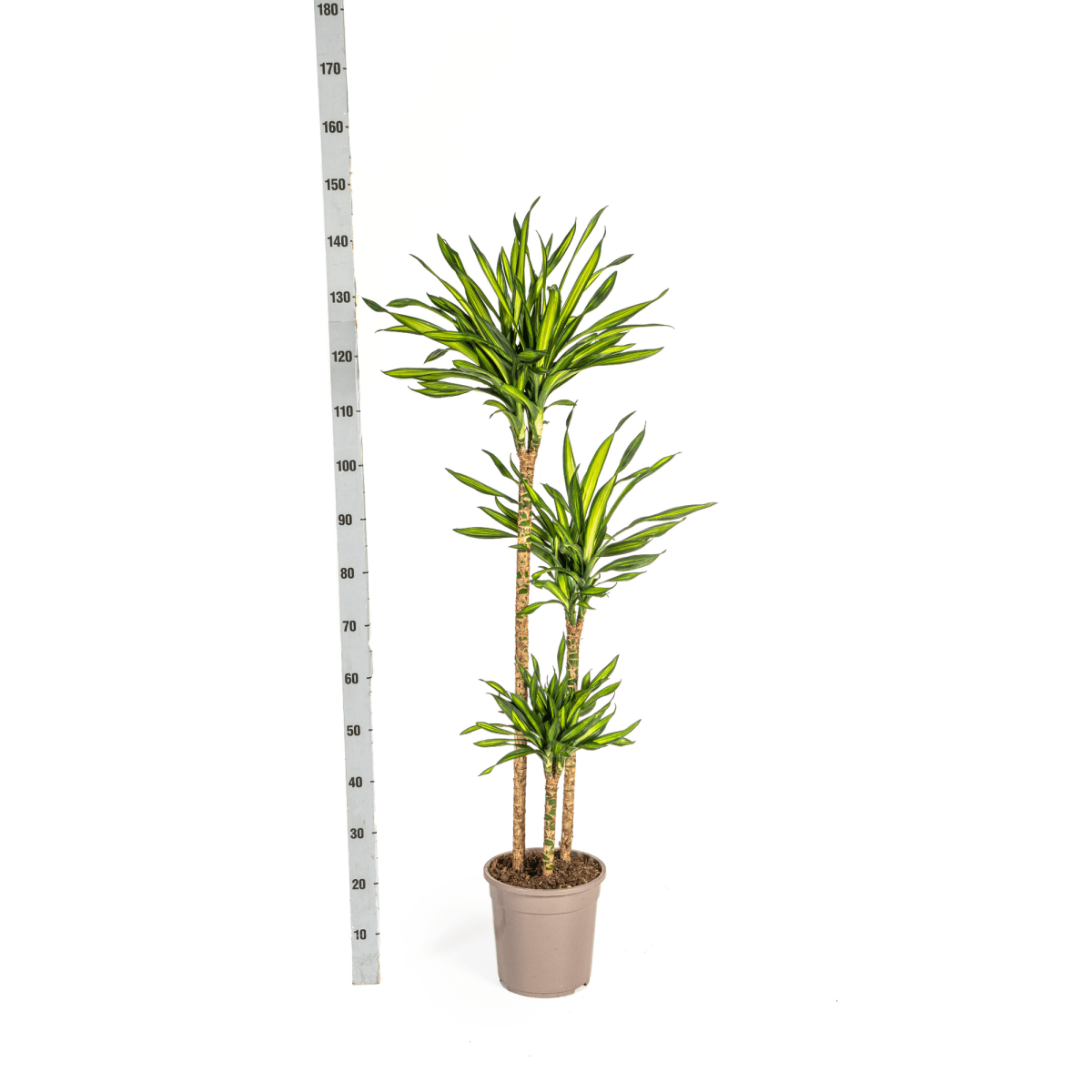 Dracaena Deremensis Rikki – 150 cm-Plant-plantenmagie