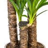Yucca plant in woonkamer – stijlvolle interieurplant