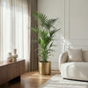 Kentia Palm - Weinig Onderhoud - Groen - 1 plant - Pot 27cm - Hoogte 160-170cm