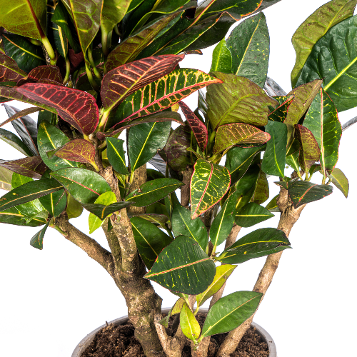Codiaeum Croton Petra 60–80 cm met mand Ø21 cm - Plant - plantenmagie