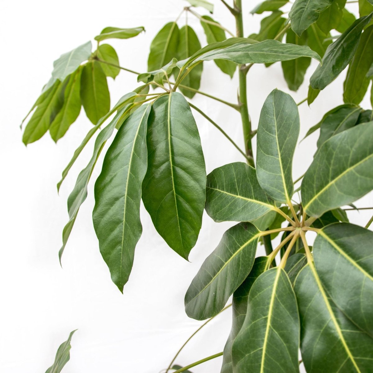 Schefflera Amate XL - 230 cm - ø45 - Plant - plantenmagie