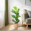 ficus lyrata kamerplant in zeegrasmand beige
