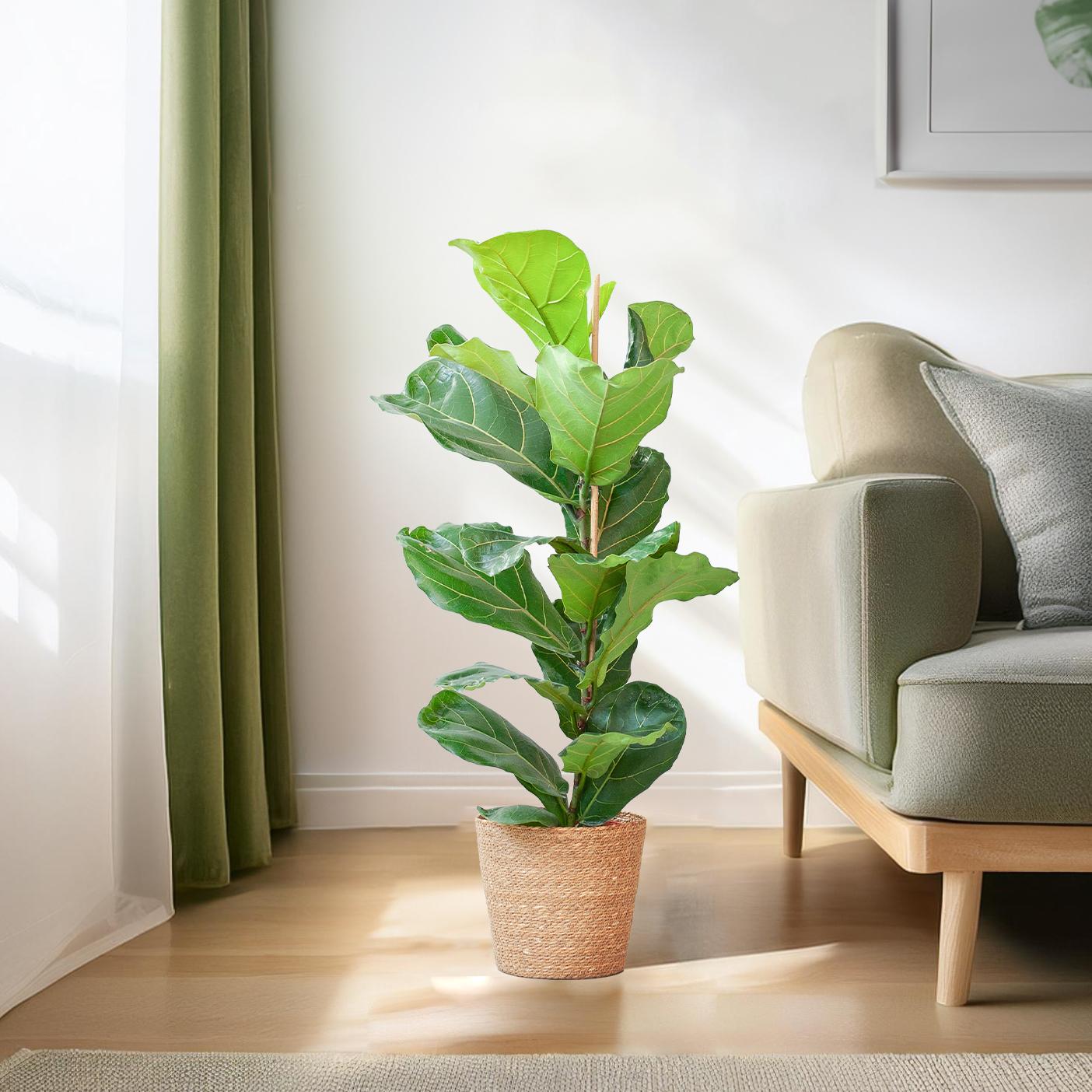 ficus lyrata kamerplant in zeegrasmand beige