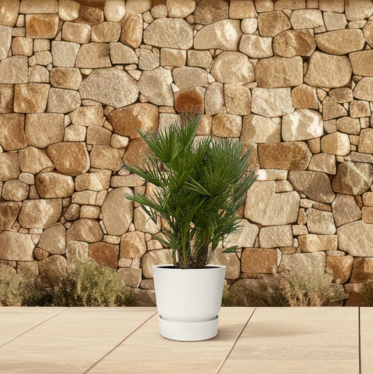 Chamaerops Humilis multi stam – 220 cm-Plant-plantenmagie
