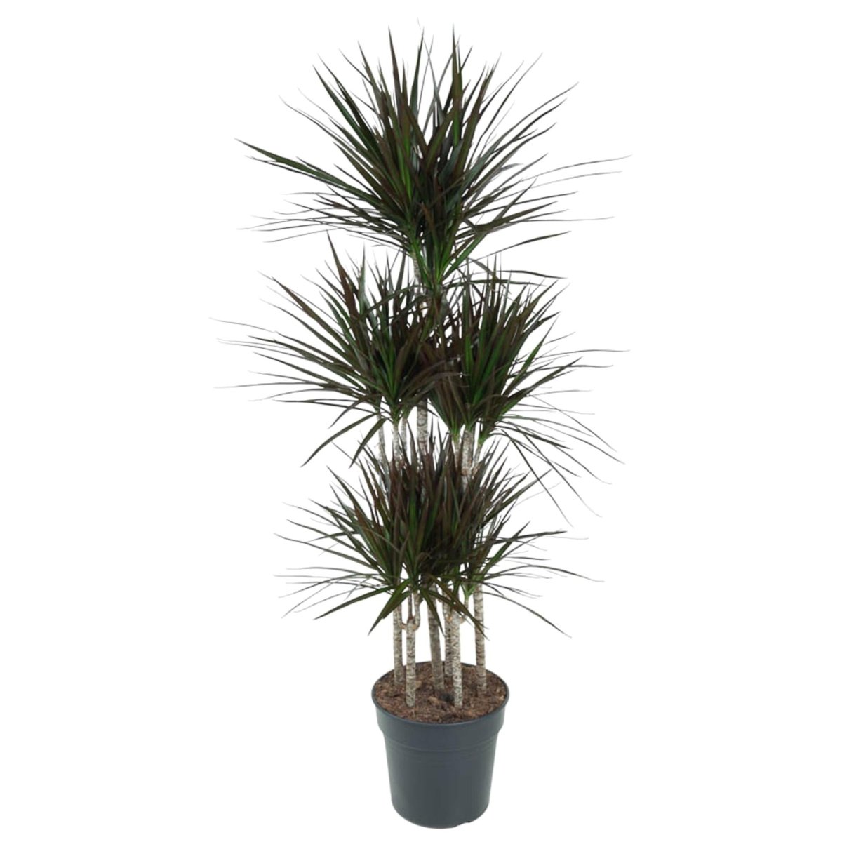 Dracaena Magenta Carrousel - 150cm - ø31 - Plant - plantenmagie