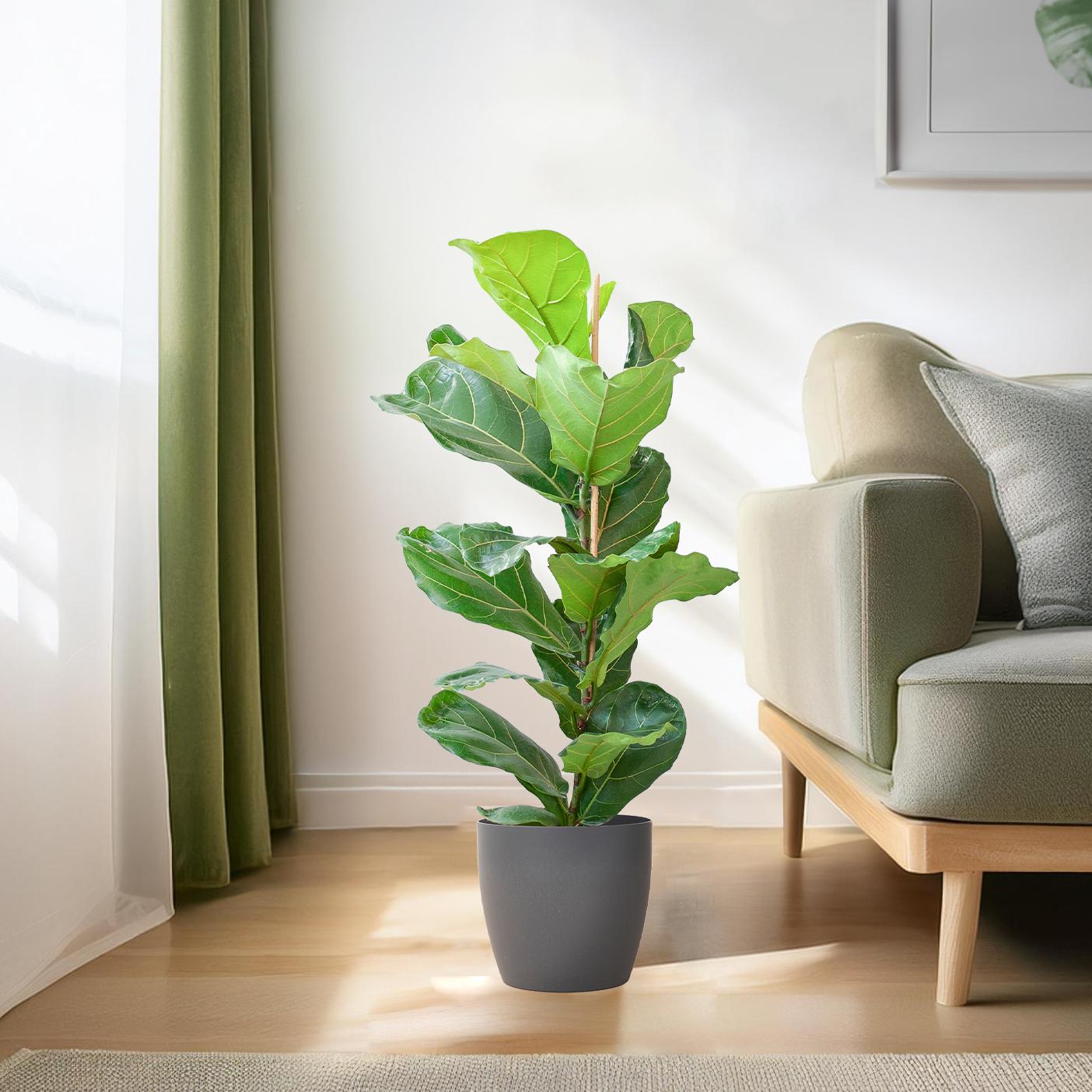 “Ficus Lyrata in moderne woonkamer – luchtzuiverende kamerplant in biopot”