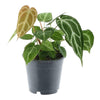Anthurium Chrystallium - 35 cm - ø12 - Plant - plantenmagie