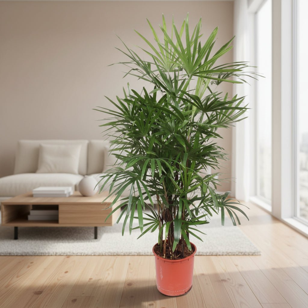 Rhapis Excelsa - 190 cm - ø34 - Plant - plantenmagie