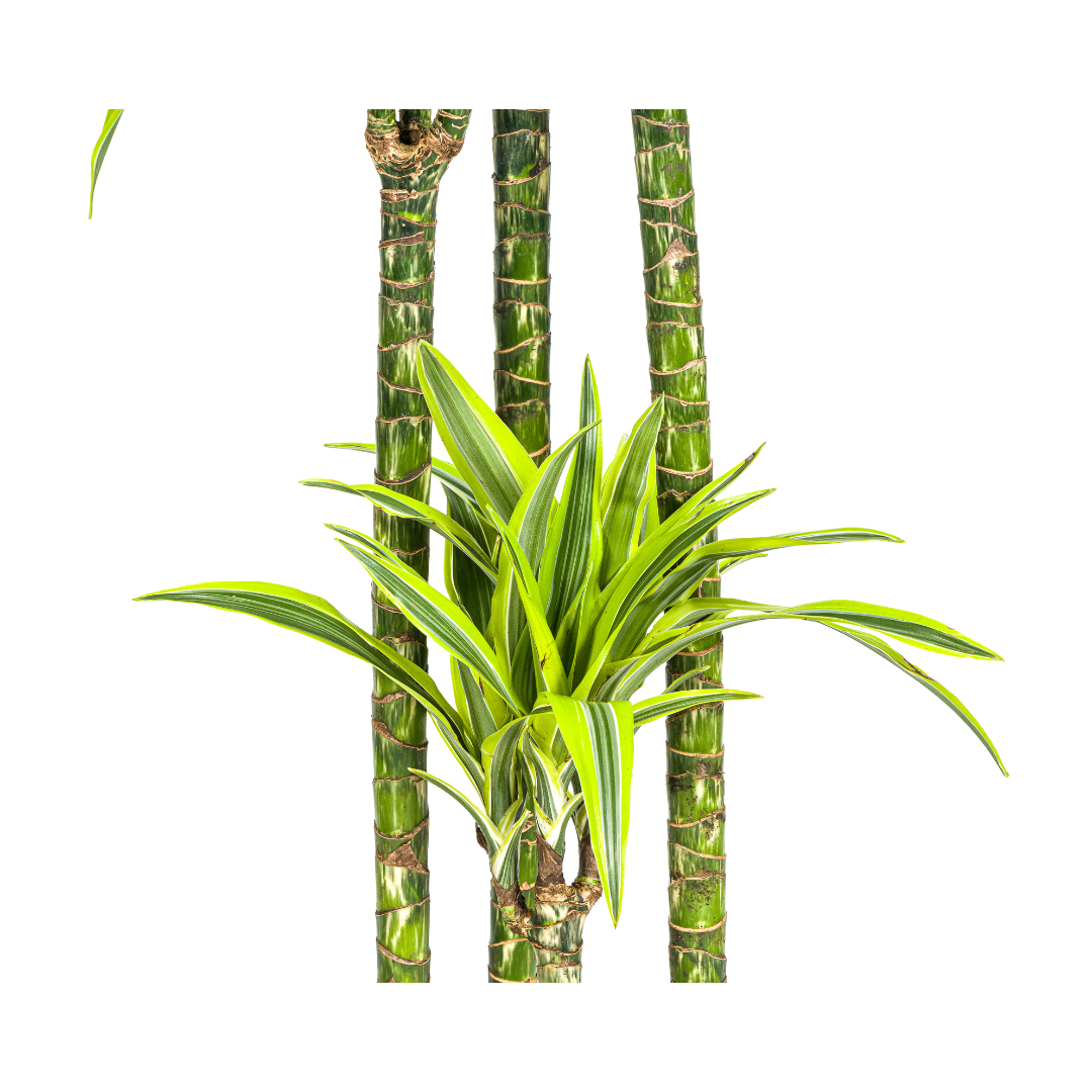 luchtzuiverende-dracaena-lemon-lime-bij-plantenmagie