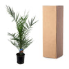 Phoenix Canariensis dadelpalm 80 cm Ø14 cm - Plant - plantenmagie