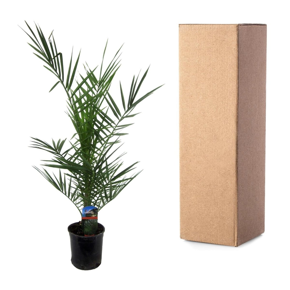 Phoenix Canariensis dadelpalm 80 cm Ø14 cm - Plant - plantenmagie