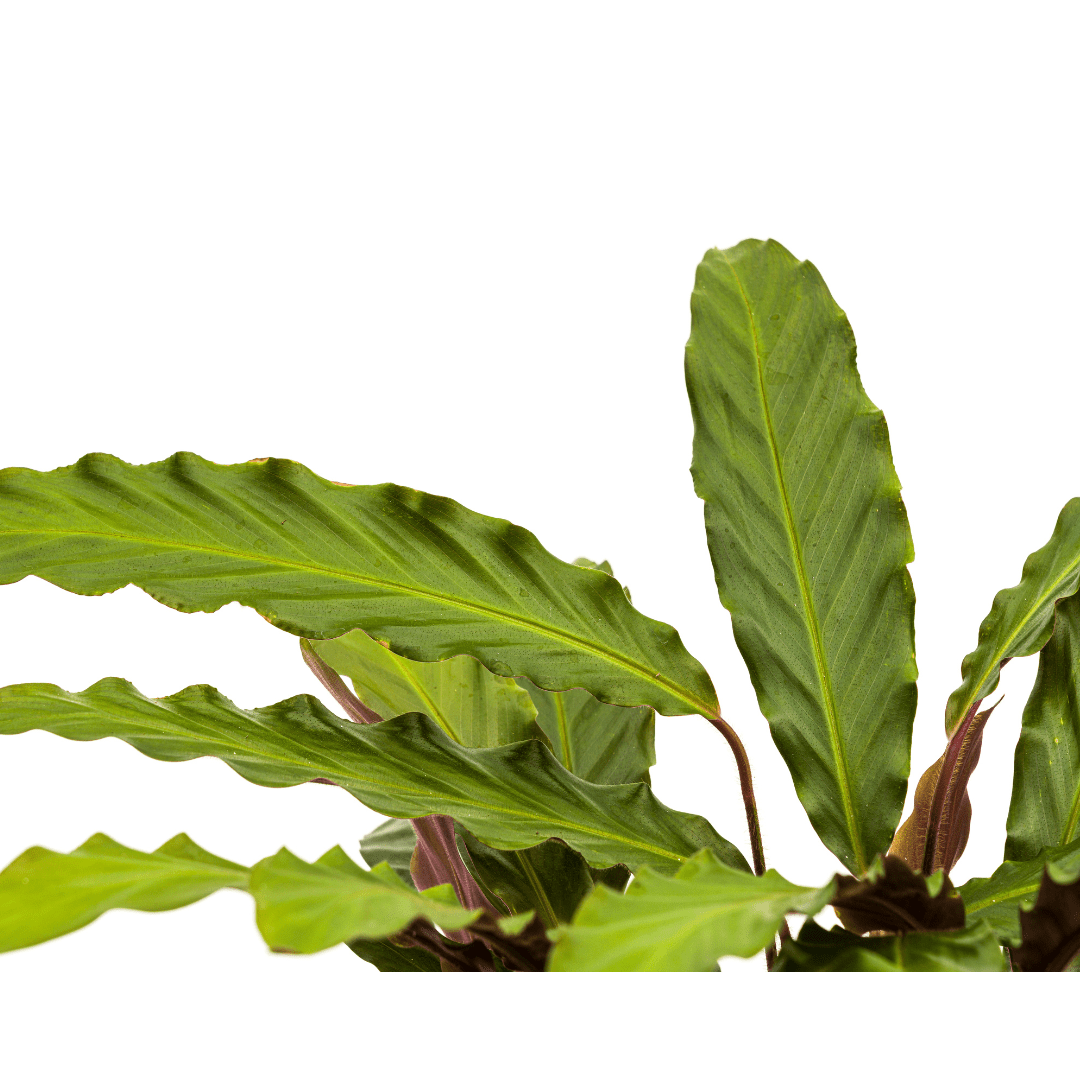 Calathea Rufibarba 60–80 cm Ø27 cm - Plant - plantenmagie