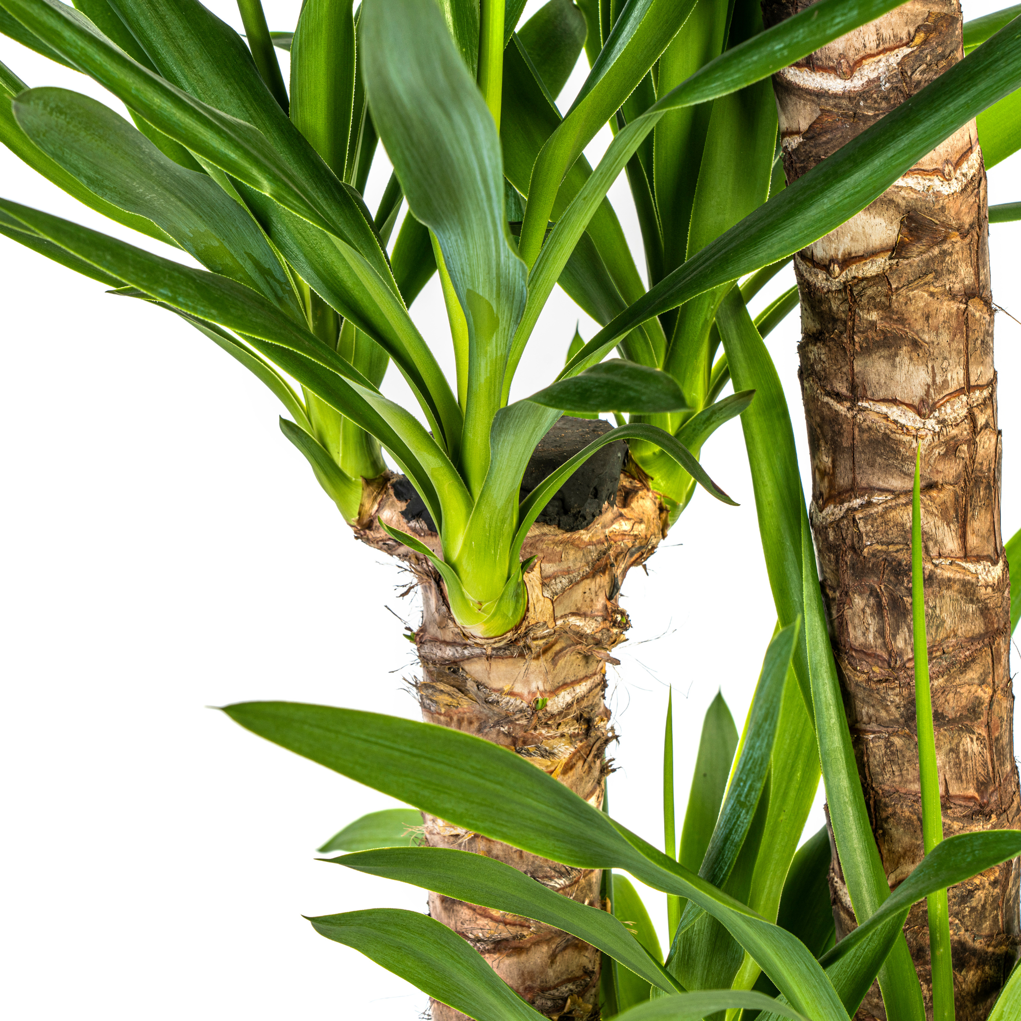 Yucca Elephantipes in decoratieve mand – moderne kamerplant