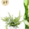 Pteris cretica Albolineata – 20 cm - Plant - plantenmagie