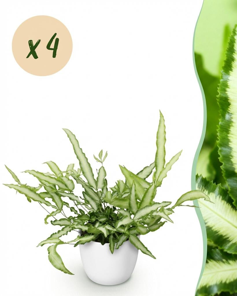 Pteris cretica Albolineata – 20 cm - Plant - plantenmagie