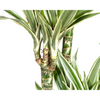 grote-dracaena-white-stripe-170cm-interieurplant