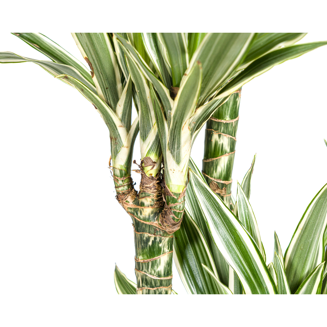 grote-dracaena-white-stripe-170cm-interieurplant