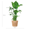 trelitzia Nicolai XL in Torun mand – grote tropische kamerplant 140 cm hoog