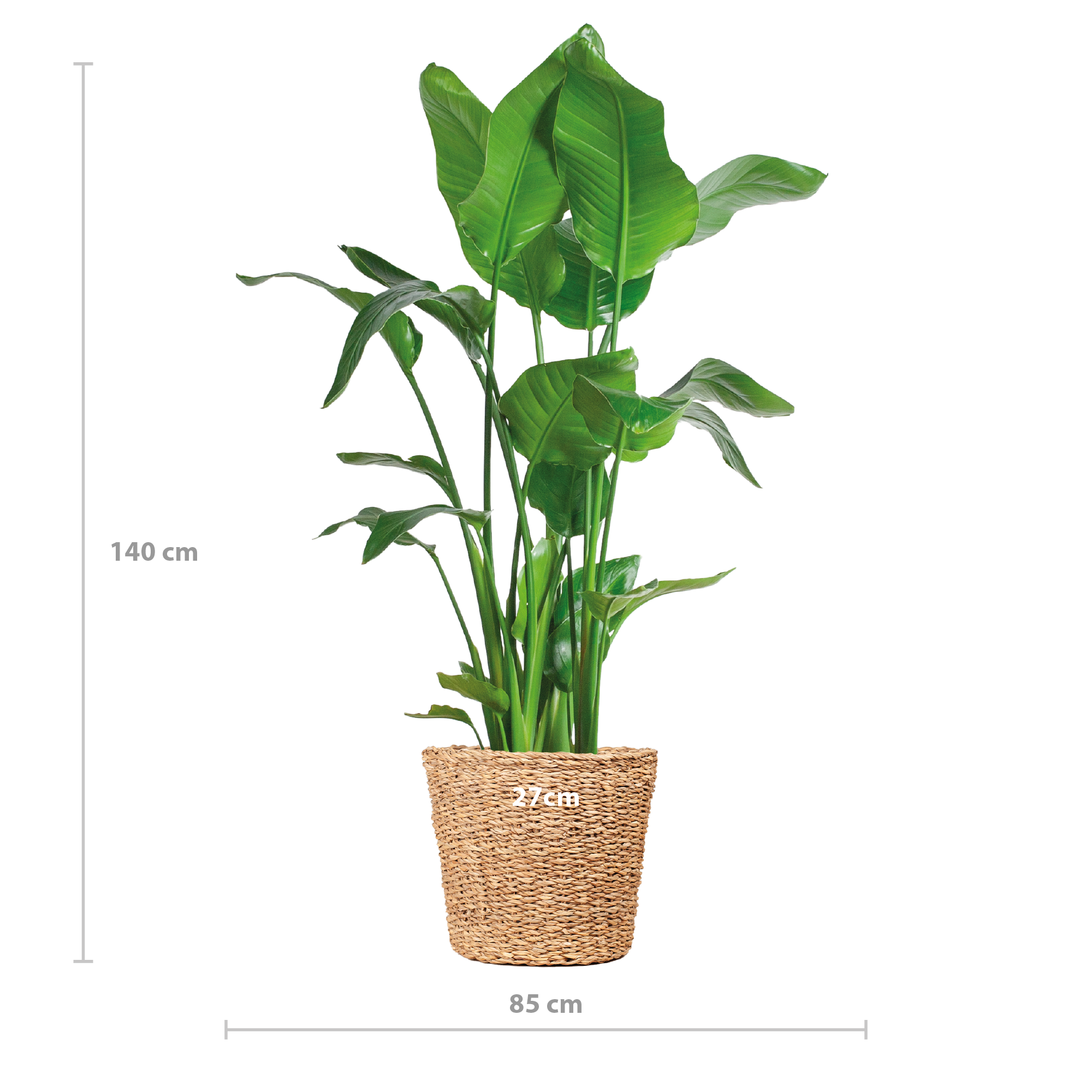 trelitzia Nicolai XL in Torun mand – grote tropische kamerplant 140 cm hoog