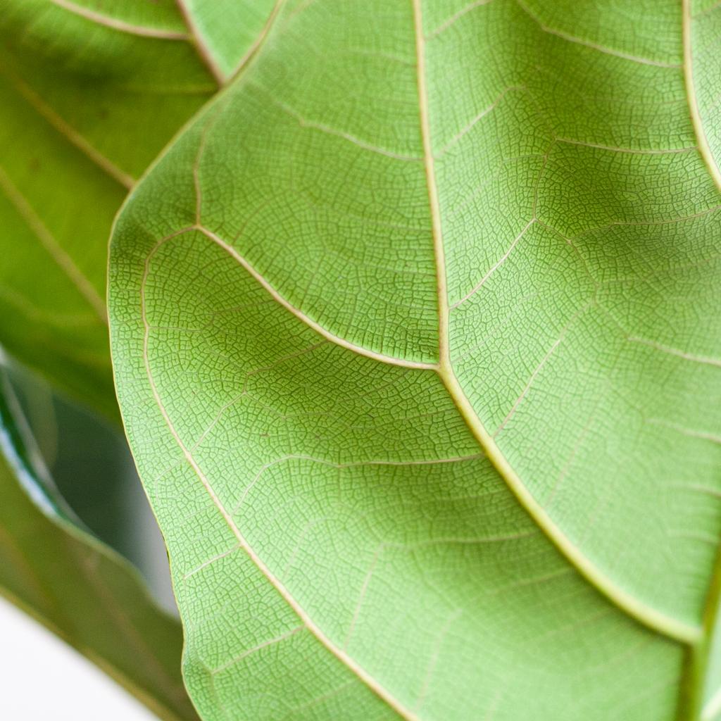 “Duurzame Viber pot van olifantengras – biologisch afbreekbare plantenpot grijs”
