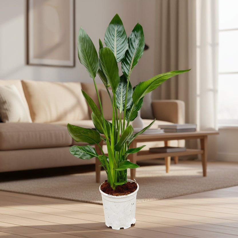 Strelitzia Reginae - 120 cm - Ø21 - Plant - plantenmagie