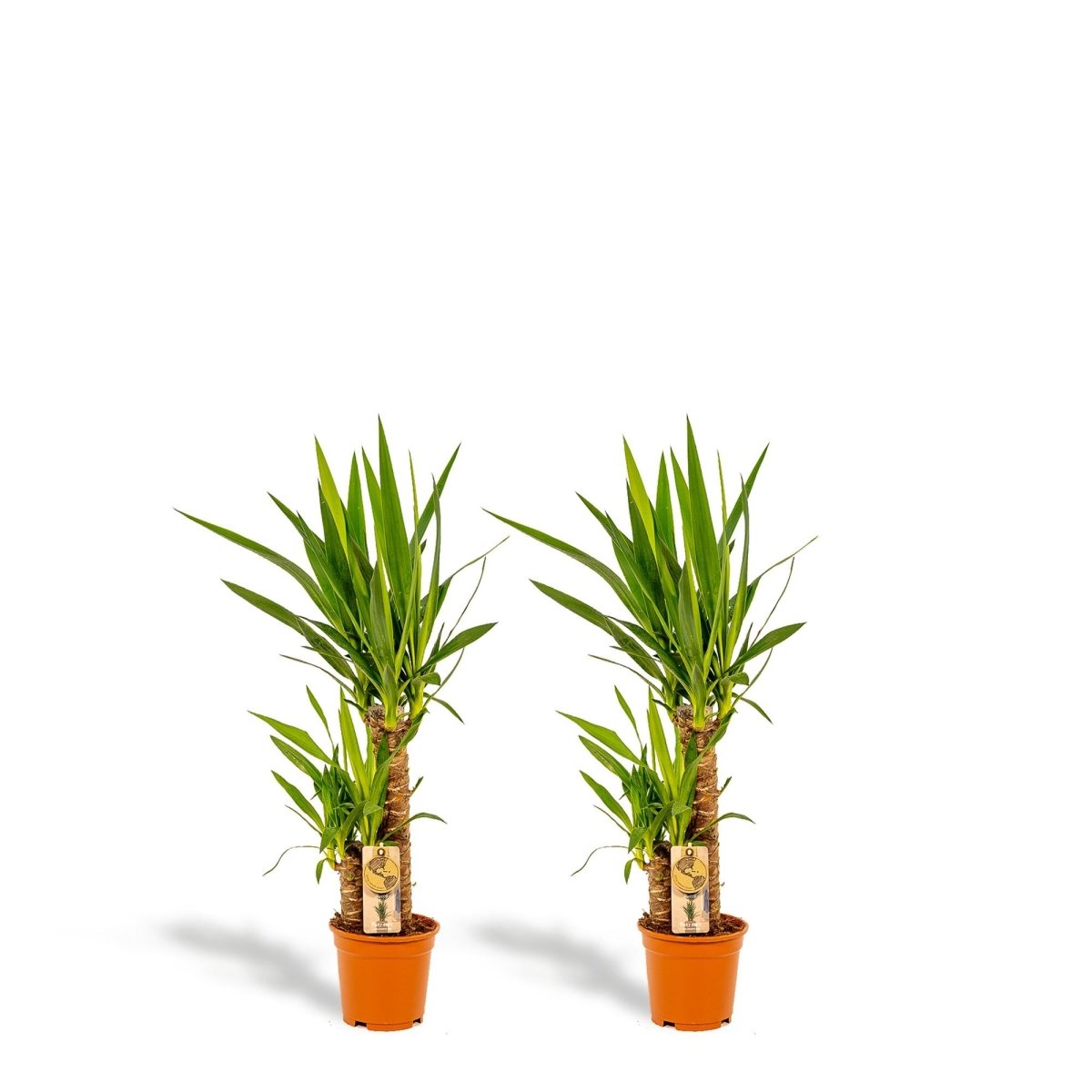 2x Yucca - ↨90cm - Ø17cm - Plant - plantenmagie