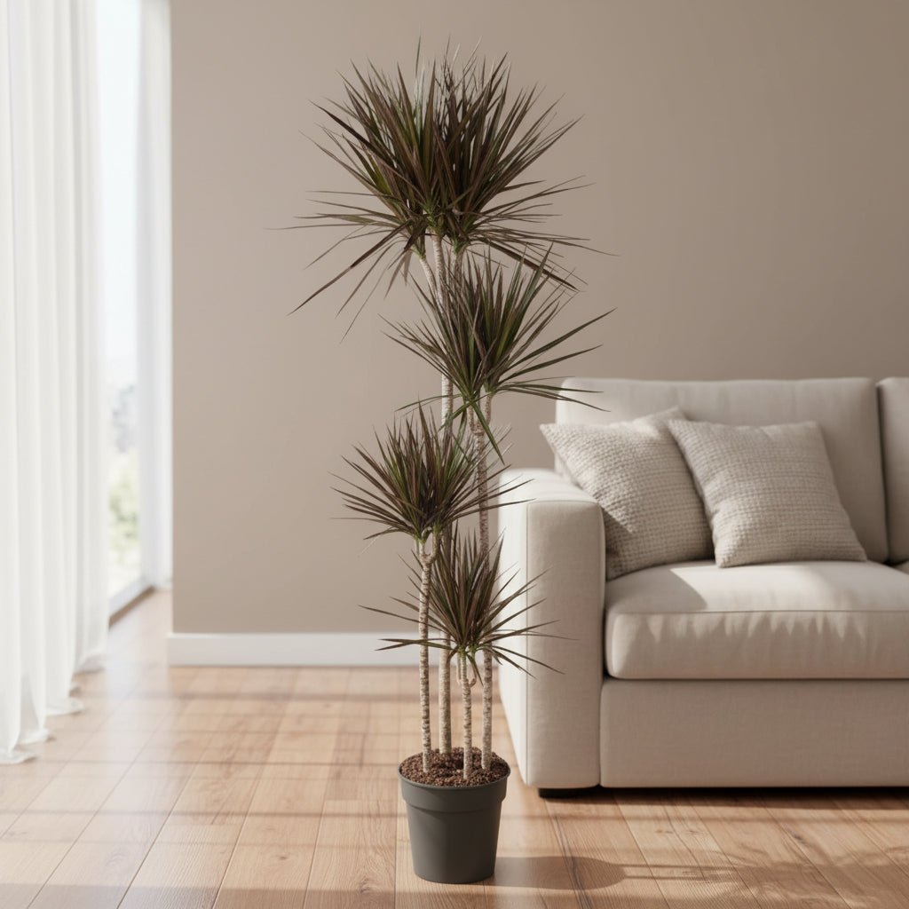 Dracaena Magenta - 180 cm - ø27 - Plant - plantenmagie