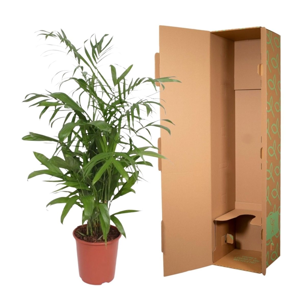 Chamaedorea Seifrizii - 140 cm - ø27 - Plant - plantenmagie